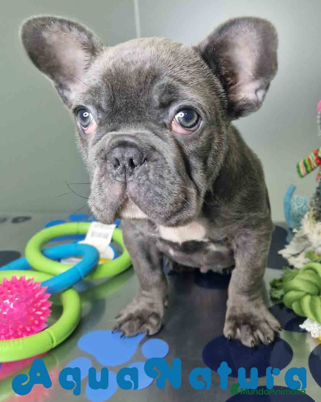 Bulldog Francés perros en venta: Bulldog Frances Macho CJMM 2663 AQUANATURA - Anuncio 3