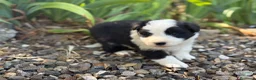 Border Collie perros en venta: Border Collie colores únicos 🐾🐾🐾 - Anuncio 4
