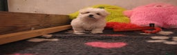 Bichón Maltés perros en venta: Preciosos cachorros maltés  - Anuncio 4