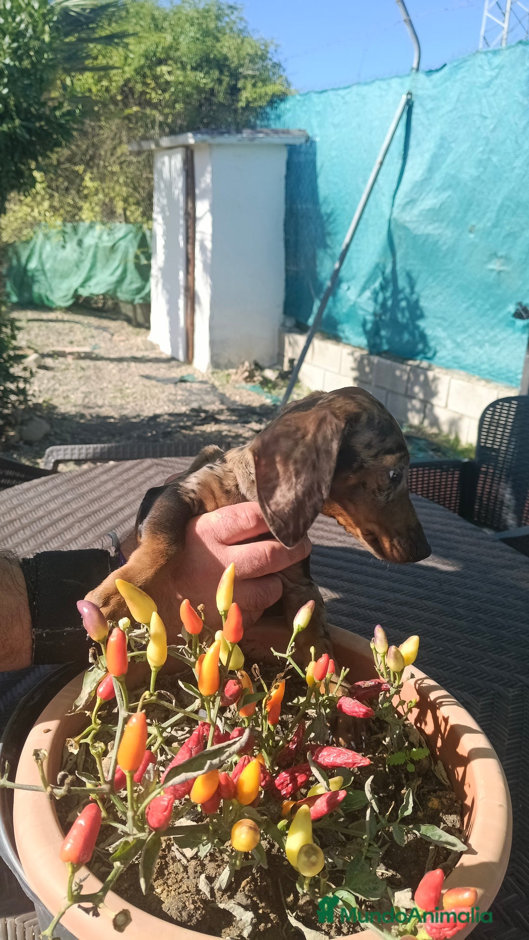 Teckel Miniatura perros en venta: Macho de Teke  - Anuncio 4
