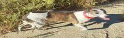 Whippet perros en venta: WHIPPET ADULTA - Anuncio 4