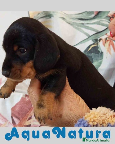 Teckel Miniatura perros - Anuncio 3