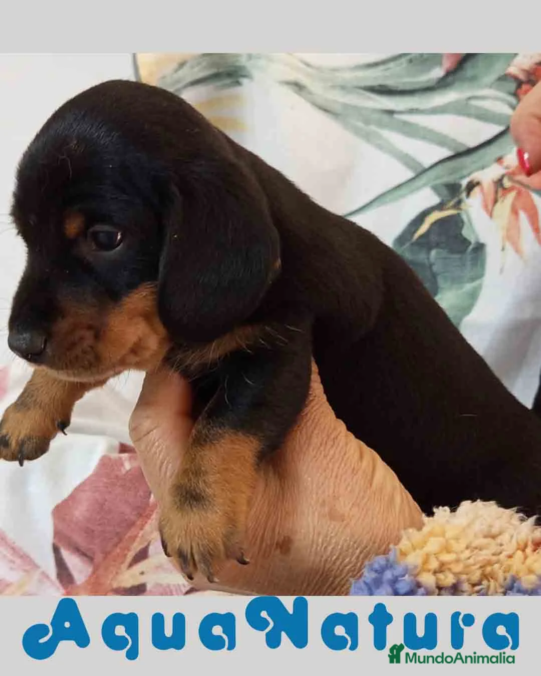 Teckel Miniatura perros en venta: Teckel Macho de Tria y Tilo 1760 AQUANATURA - Anuncio 1