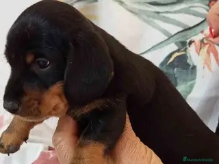 Teckel Miniatura perros Teckel Macho de Tria y Tilo 1760 AQUANATURA - Anuncio 8