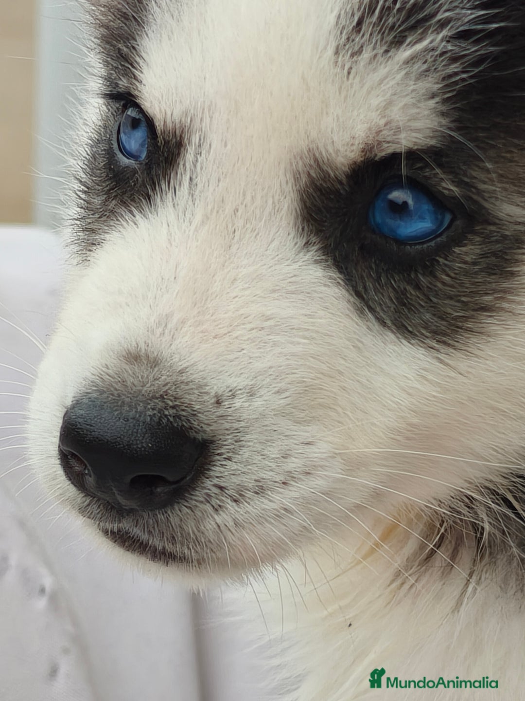 Husky Siberiano perros en venta: Husky siberiano ♀️♂️ DISPONIBLE  - Imagen 1