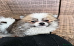 Pomerania perros en venta: Pomerania toy - Imagen 4