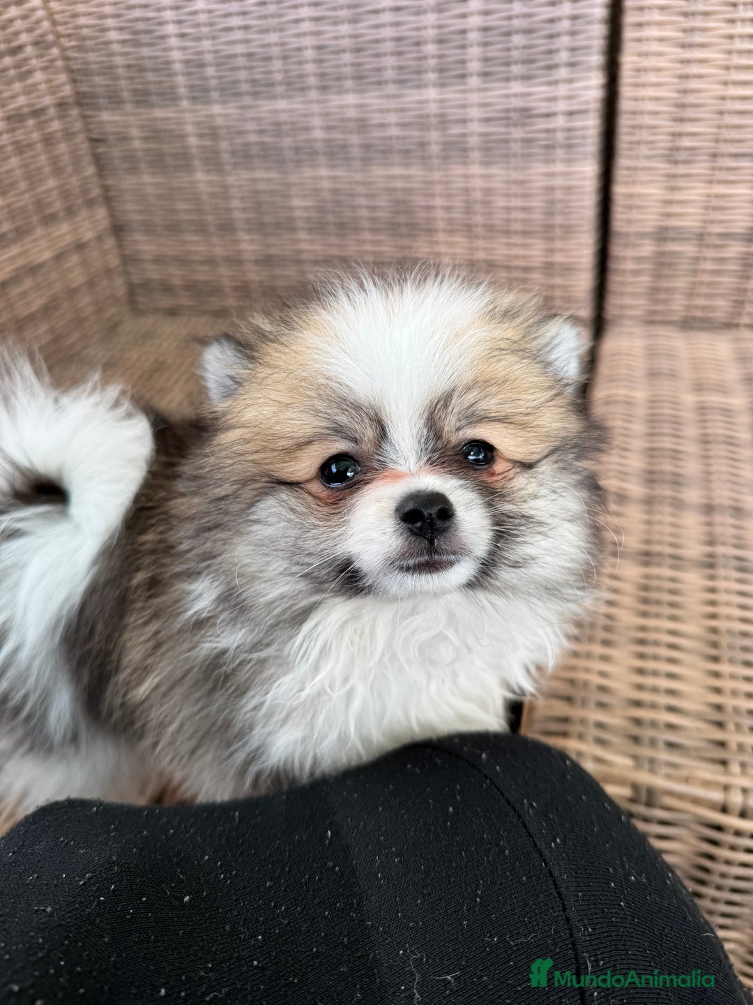 Pomerania perros en venta: Pomerania toy - Imagen 4