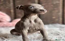 Pequeño Lebrel Italiano perros en venta: Piccolo italiano  - Imagen 1