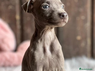 Pequeño Lebrel Italiano perros - Anuncio 9