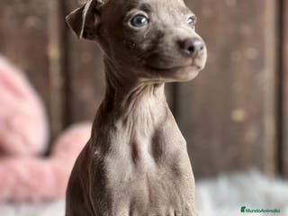 Pequeño Lebrel Italiano perros Piccolo italiano - Anuncio 17