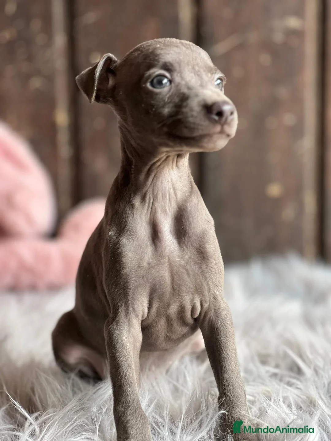 Pequeño Lebrel Italiano perros en venta: Piccolo italiano  - Anuncio 1