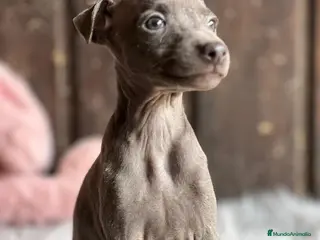 Pequeño Lebrel Italiano perros Piccolo italiano - Anuncio 37