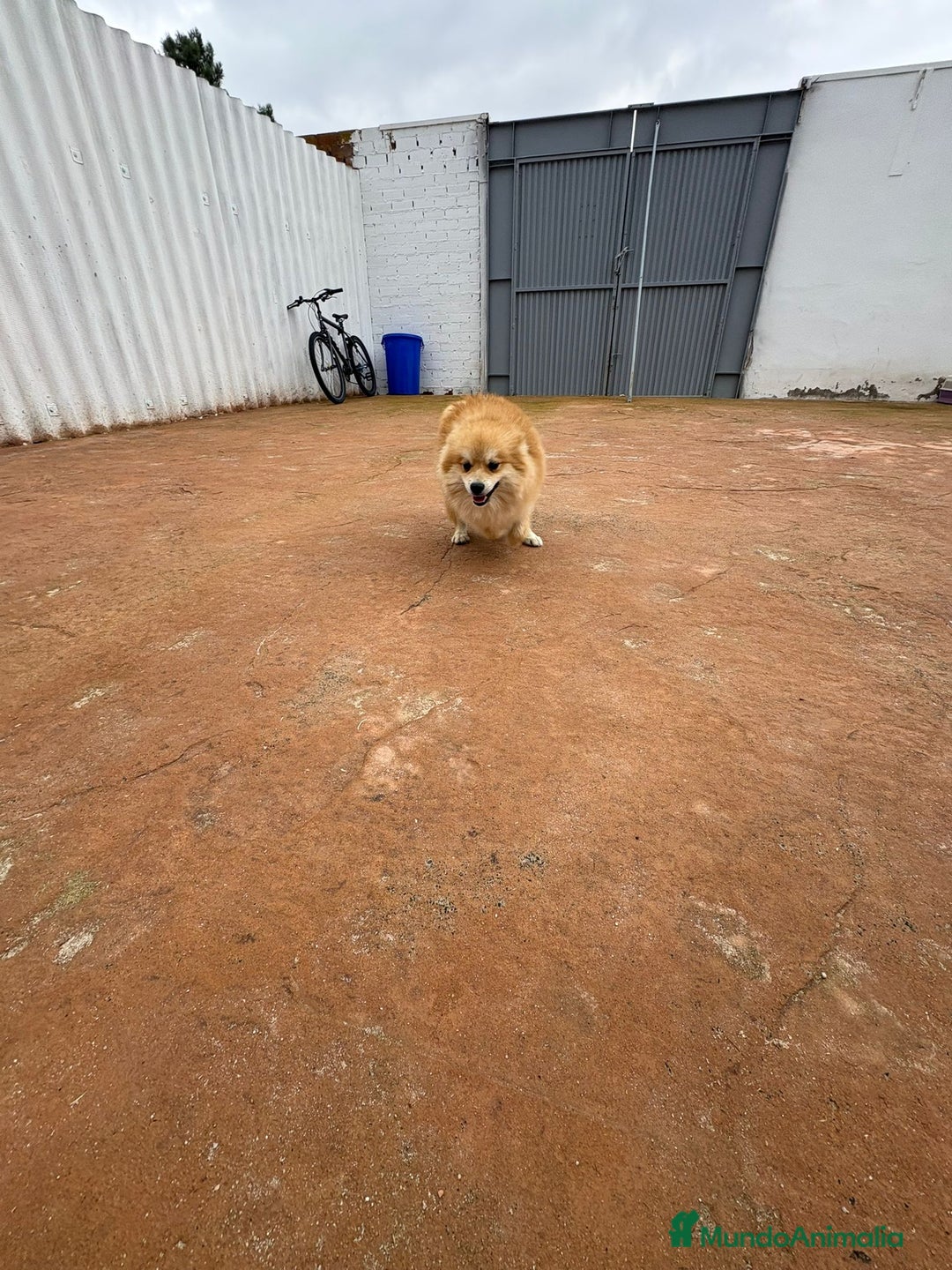 Pomerania perros en venta: Último pomerania  - Anuncio 16