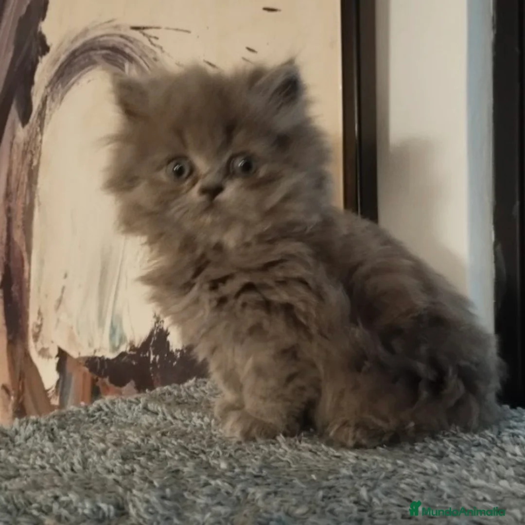 Persa gatos en venta: Persa - Anuncio 3