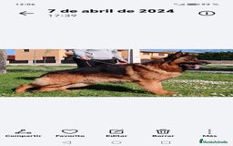 Pastor Alemán perros en venta: Cachorros de pastor alemán  - Imagen 2