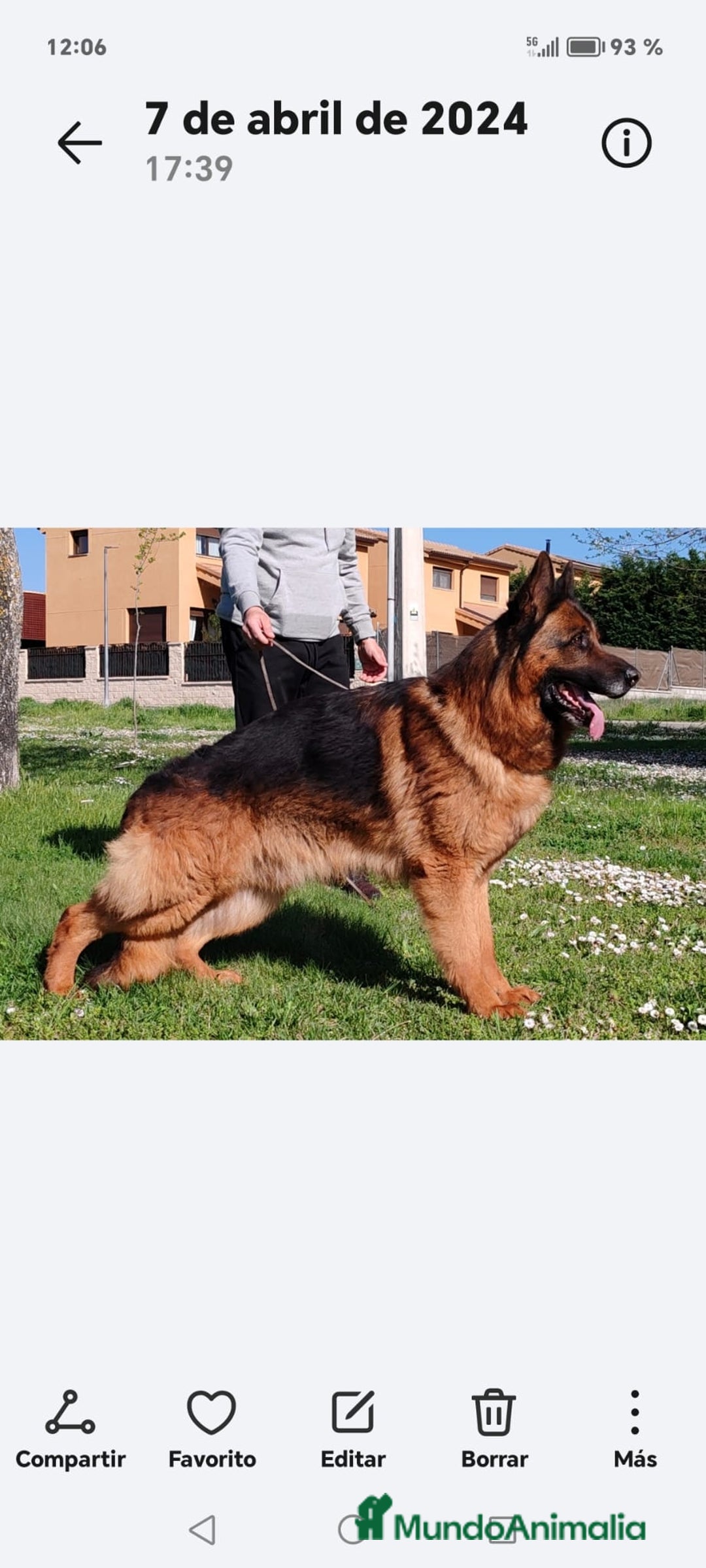 Pastor Alemán perros en venta: Cachorros de pastor alemán  - Imagen 2