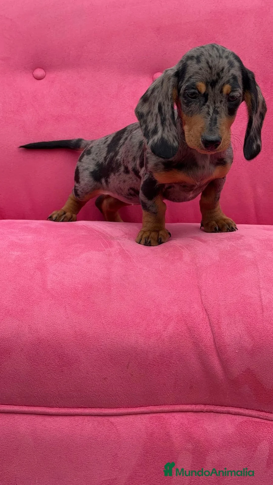 Teckel Miniatura perros en venta: Teckel Mini ♂️♀️🌈🌈♂️♀️🌈♂️♀️🌈 - Anuncio 2