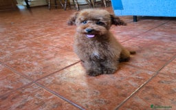 Caniche Toy perros en venta: Caniche toy rojo  - Imagen 2