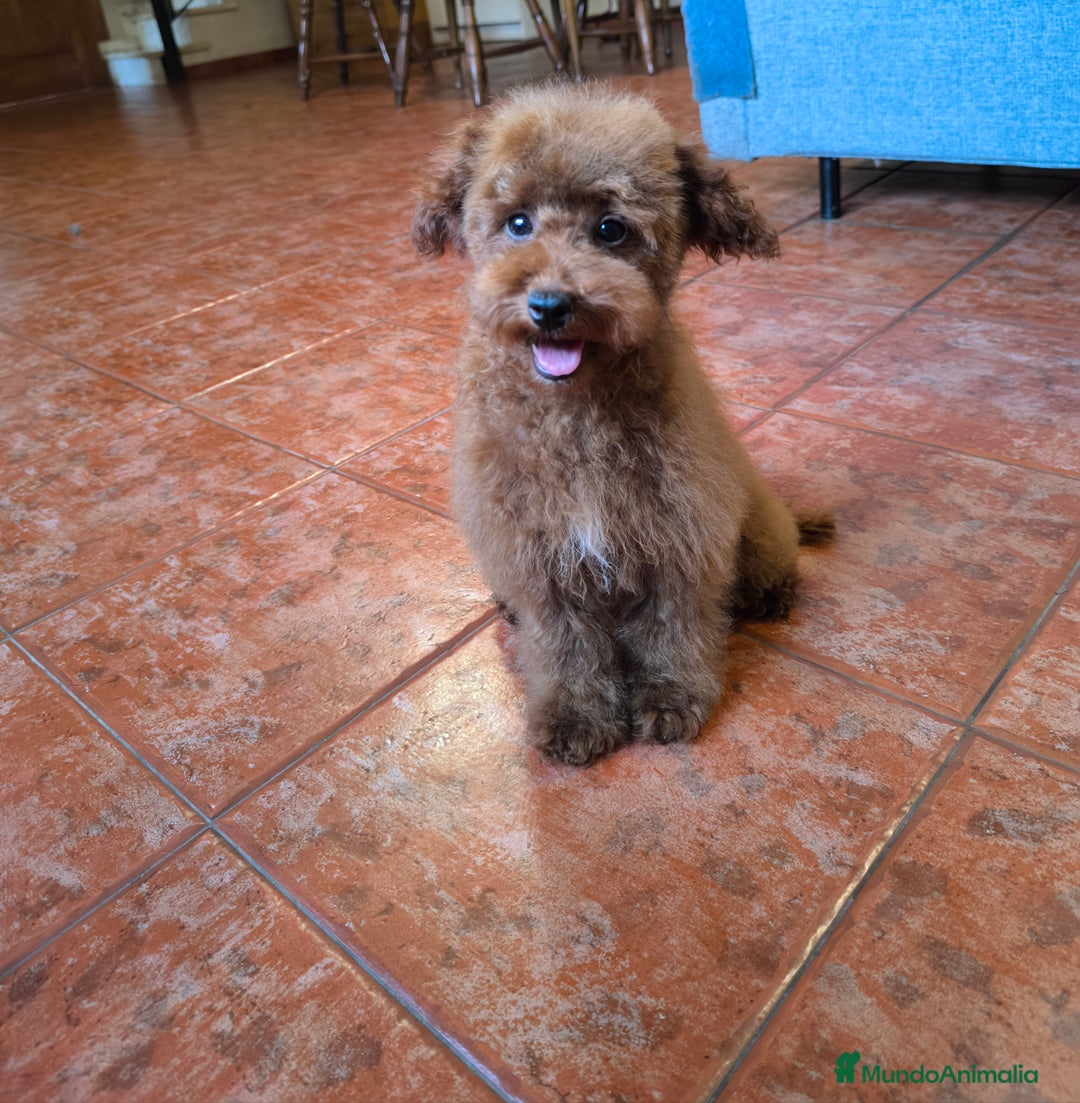 Caniche Toy perros en venta: Caniche toy rojo  - Imagen 2