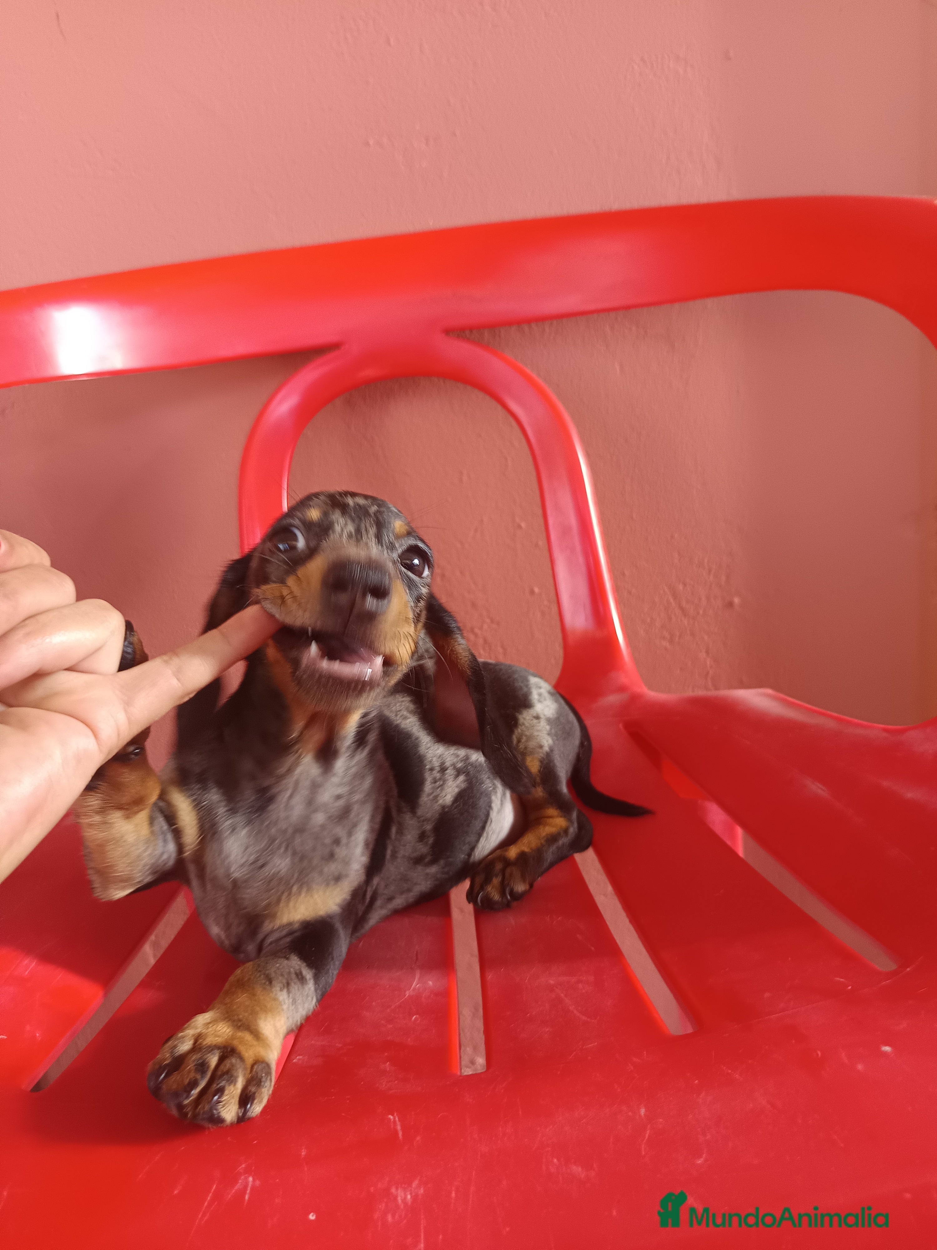 Teckel Miniatura perros Teckel arlequín - Anuncio 2