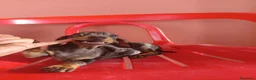 Teckel Miniatura perros en venta: Teckel arlequín - Anuncio 2