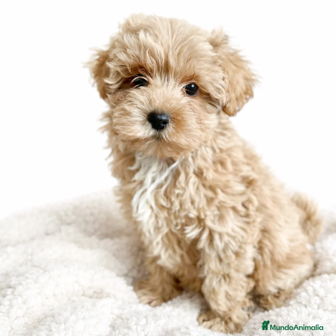 Maltipoo perros en venta: Maltipoo macho  - Anuncio 1