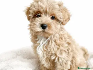Maltipoo perros Maltipoo macho - Anuncio 30