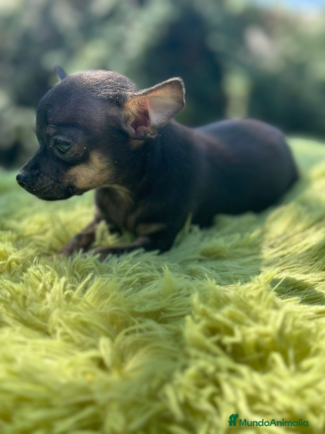 Chihuahua perros en venta: Chihuahua macho - Imagen 5