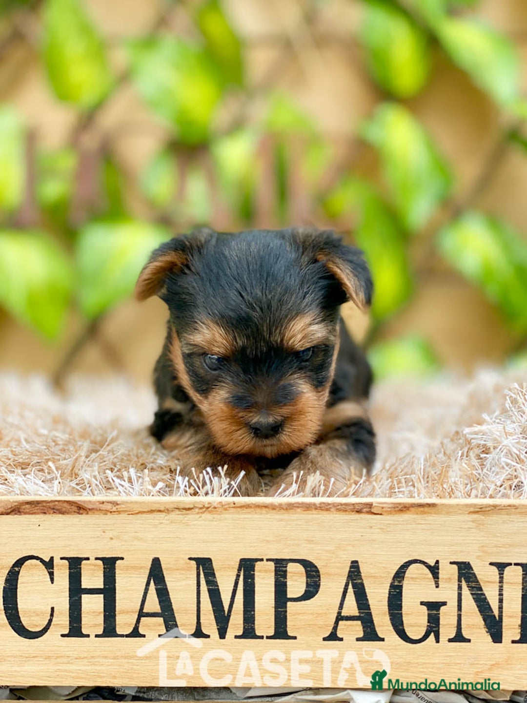 Yorkshire Terrier perros en venta: Camada de Rea - Imagen 4