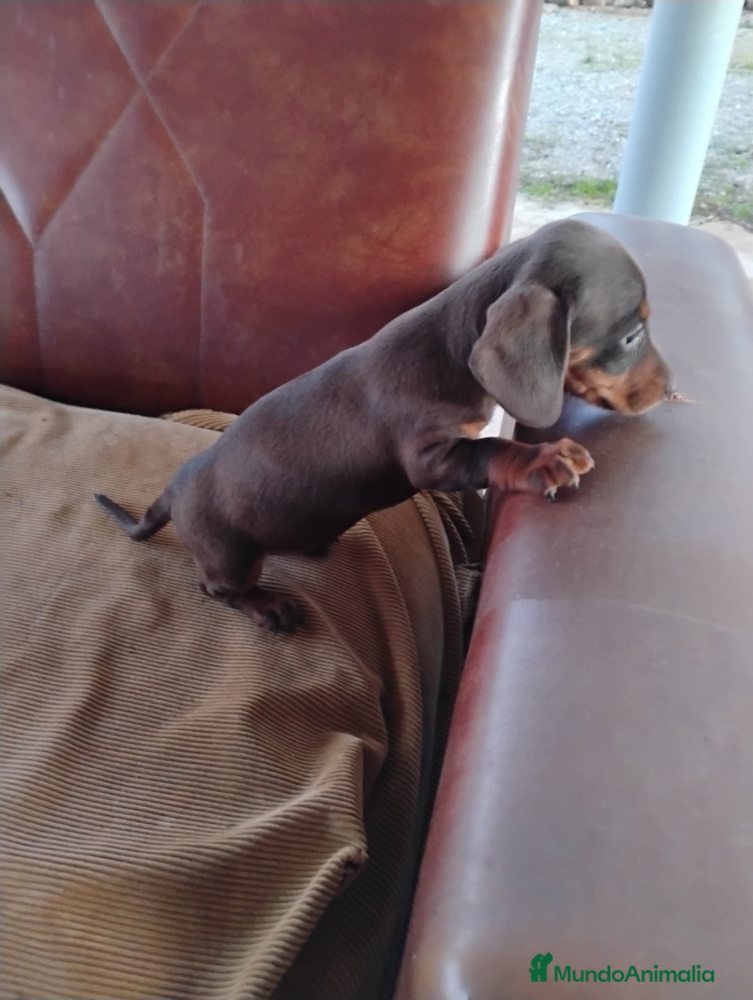 Teckel Miniatura perros en venta: Cachorra teckel chocolate miniatura  - Anuncio 4