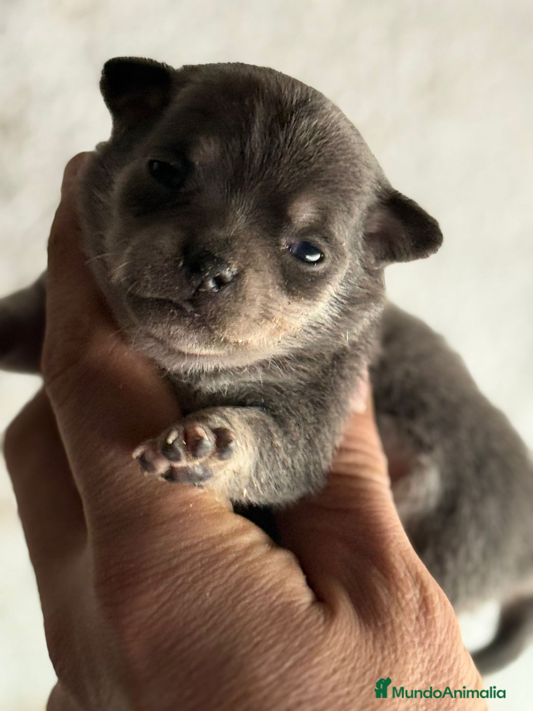 Chihuahua perros en venta: Cachorros de chihuahua toy cabeza manzana - Imagen 9