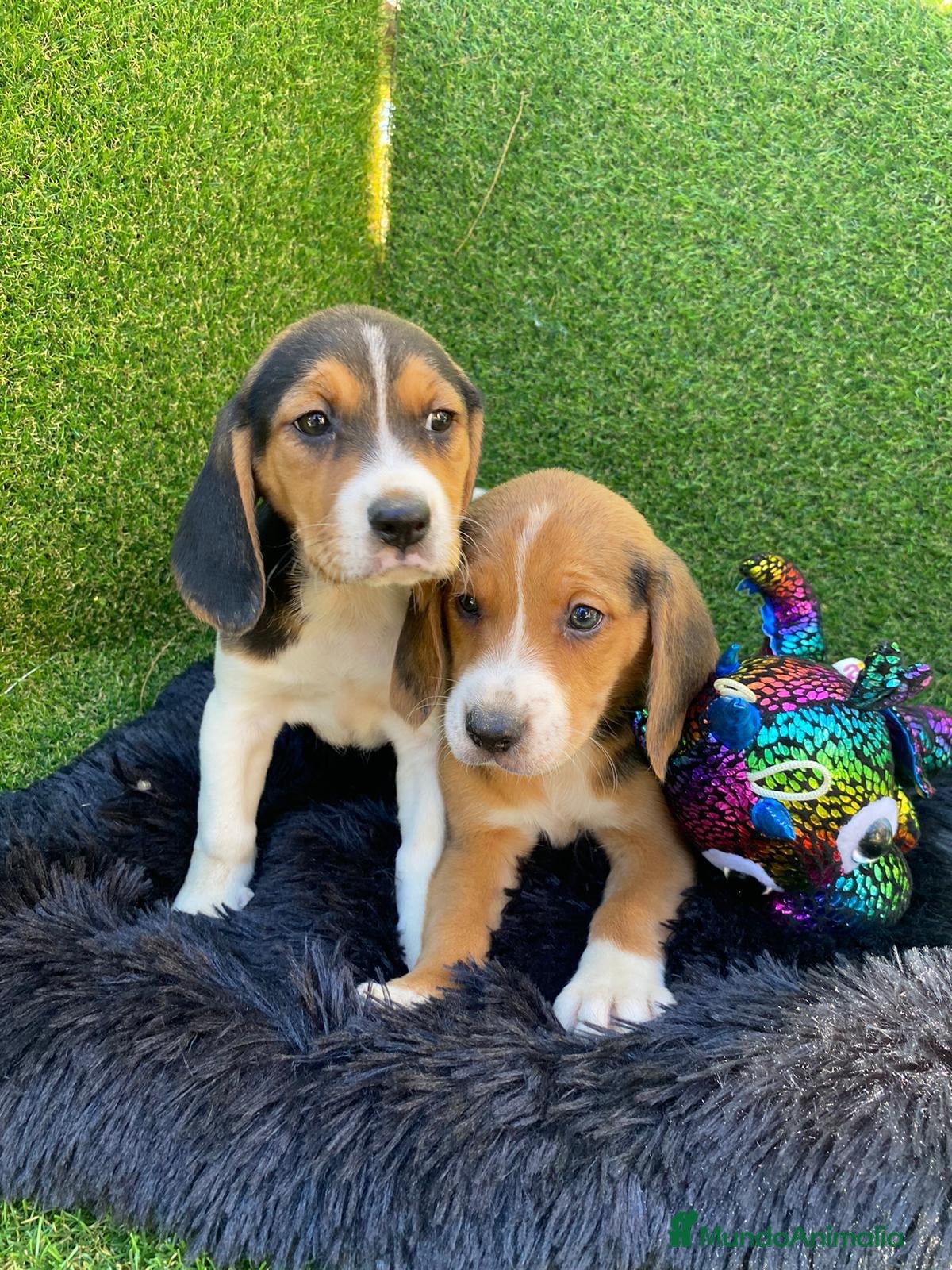 Beagle perros Beagle cachorro  en Ciudad Real - Anuncio 5
