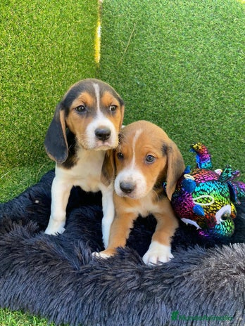 Beagle perros en Ciudad Real - Anuncio 2