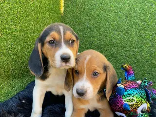 Beagle perros Beagle cachorro en Ciudad Real - Anuncio 36