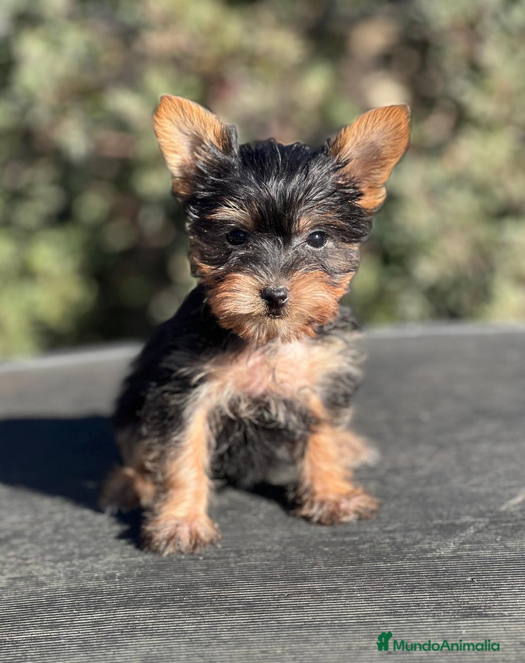 Yorkshire Terrier perros en venta: YORKI TOY MACHO DISPONIBLE en Barcelona - Imagen 4