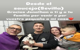 American Staffordshire-Terrier perros en venta: American Stanford, mis pequeños - Imagen 17