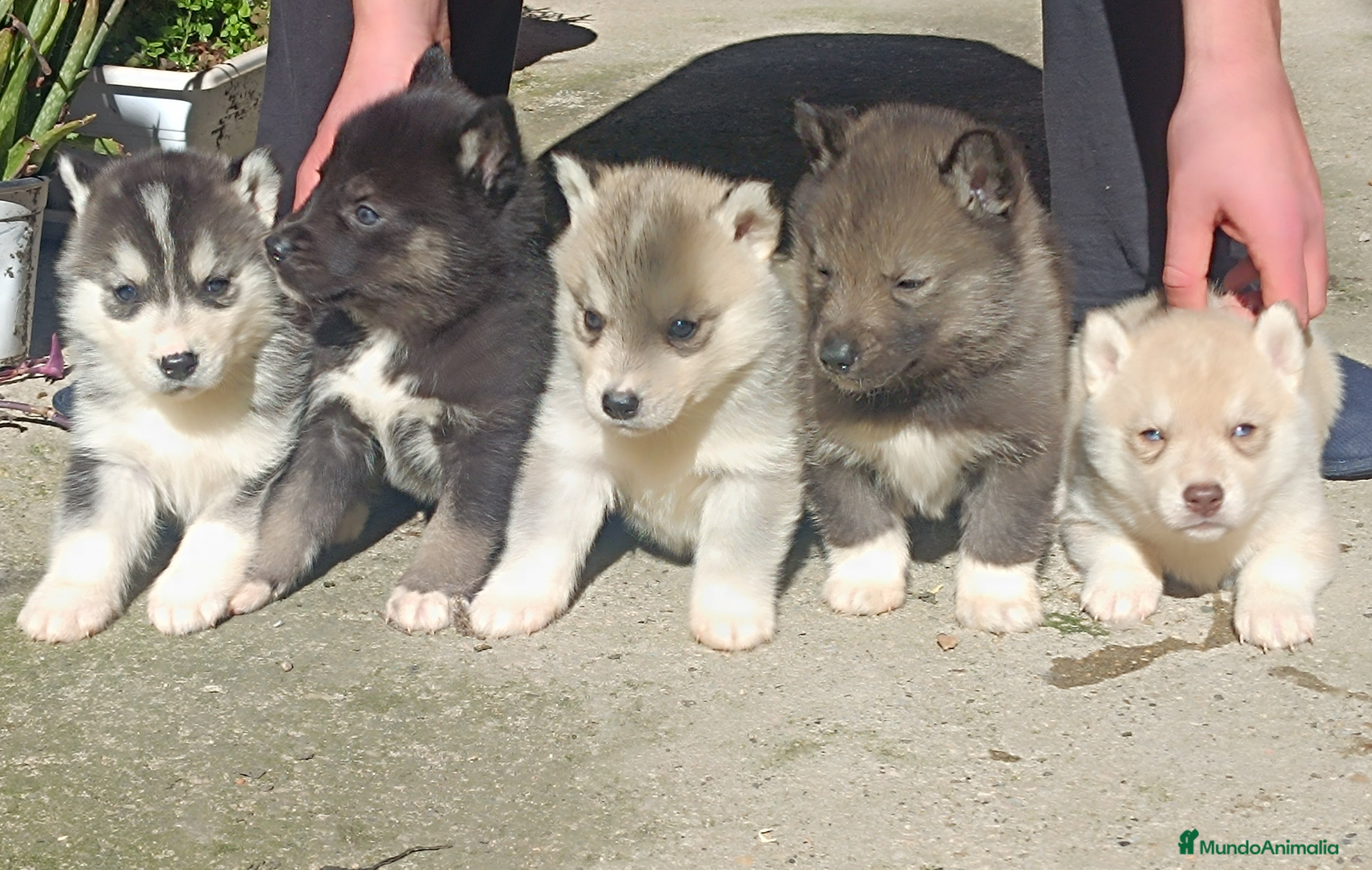 Husky Siberiano perros Husky siberiano camada - Anuncio 27