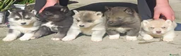 Husky Siberiano perros en venta: Husky siberiano camada - Anuncio 1