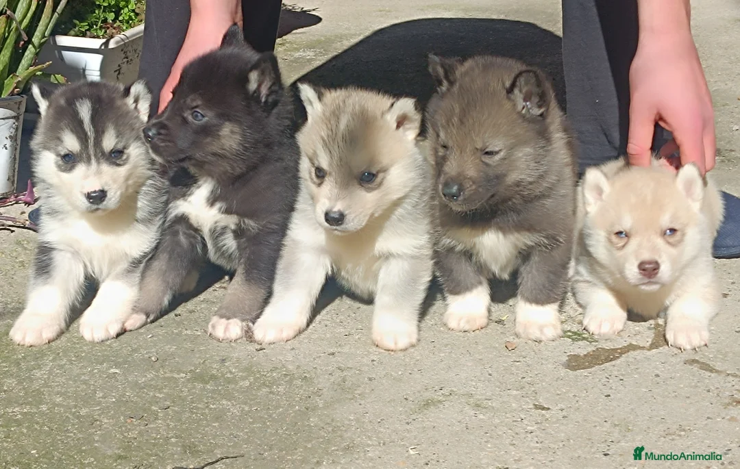 Husky Siberiano perros en venta: Husky siberiano camada - Anuncio 1