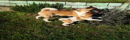 Akita Americano perros en venta: Akita americano - Anuncio 1