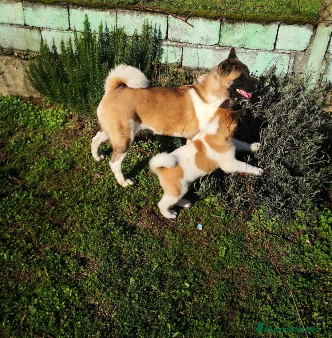 Akita Americano perros en venta: Akita americano - Anuncio 1
