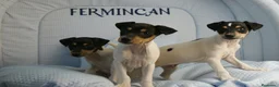 Ratonero Bodeguero Andaluz perros en venta: CACHORRITOS DE BODEGUERO  - Anuncio 10