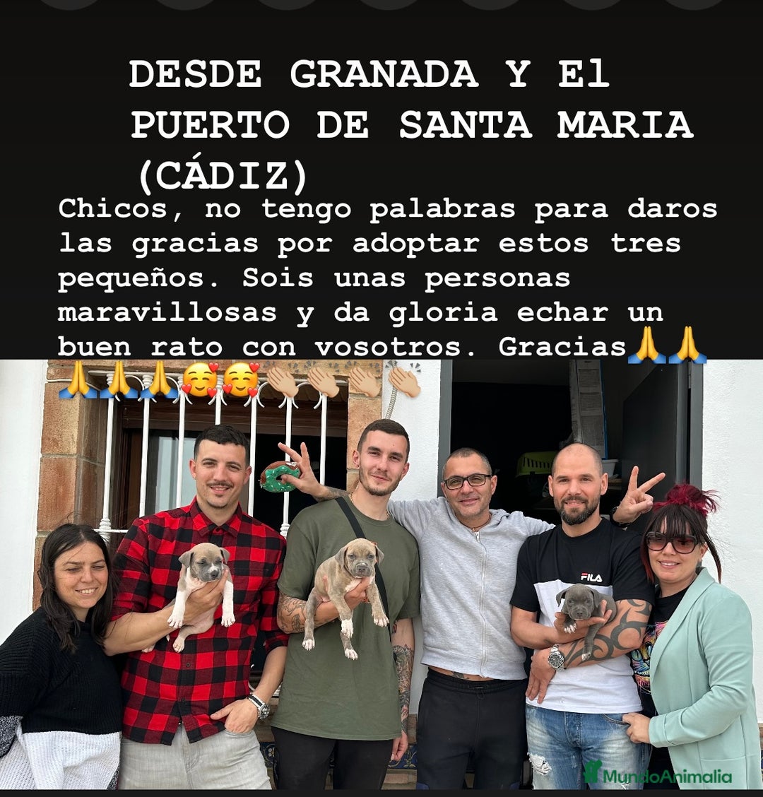 American Staffordshire-Terrier perros en venta: American Stanford, mis pequeños - Imagen 8