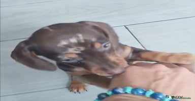 Teckel Miniatura perros - Anuncio 4