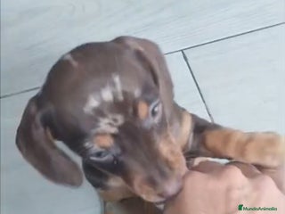 Teckel Miniatura perros - Anuncio 14