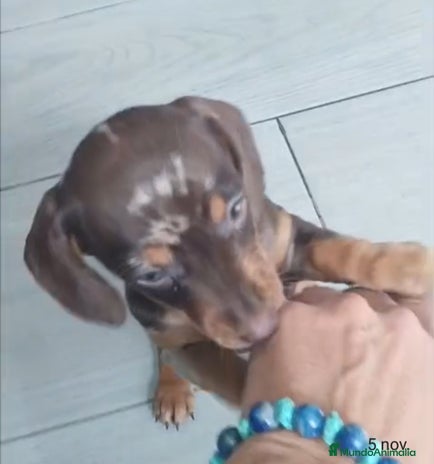 Teckel Miniatura perros - Anuncio 1