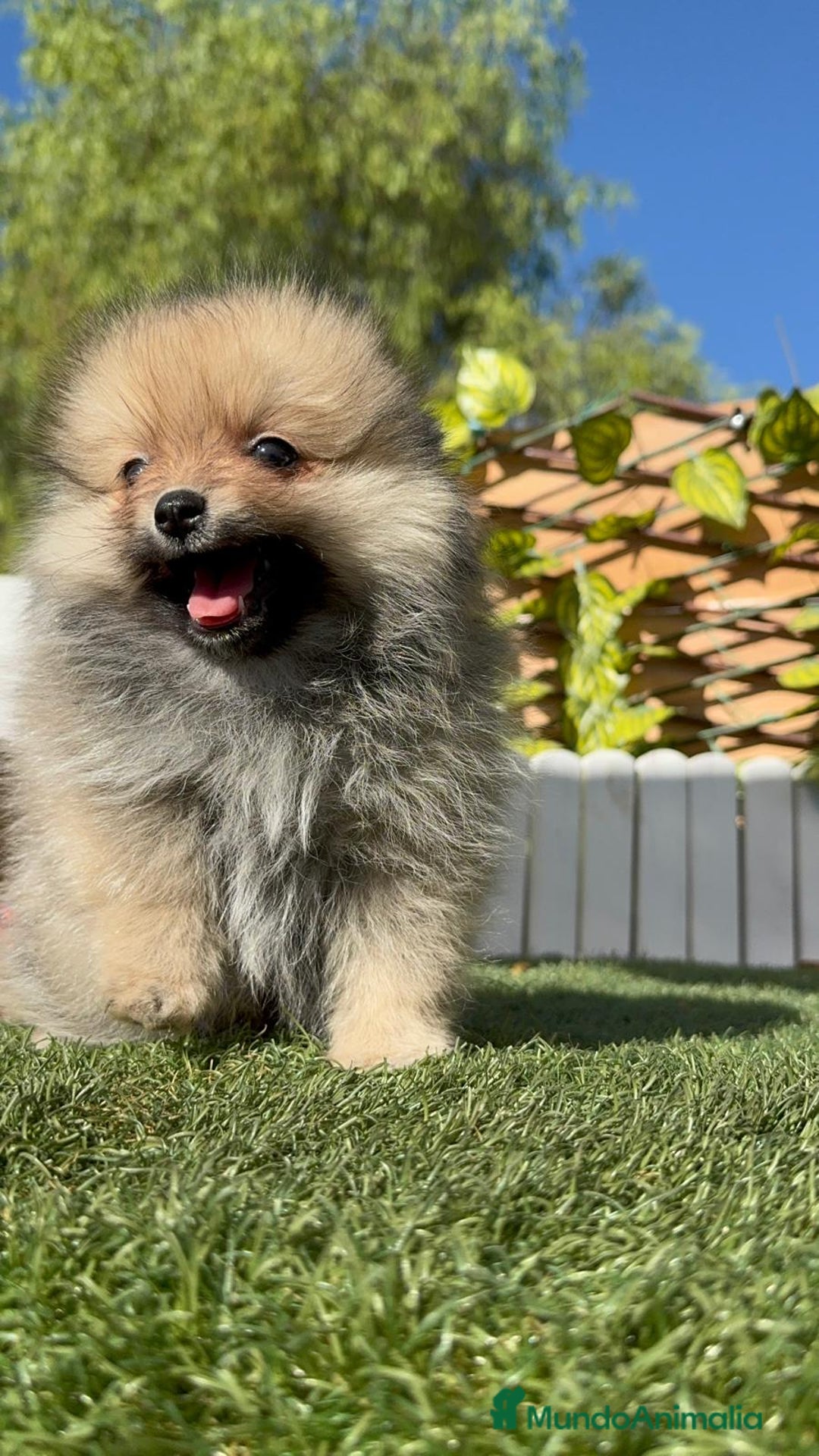 Pomerania perros en venta: POMERANIA MACHO - Imagen 3