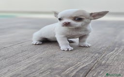 Chihuahua perros en venta: CHIHUAHUA HEMBRA - Imagen 1