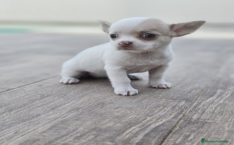 Chihuahua perros - Propaganda 7