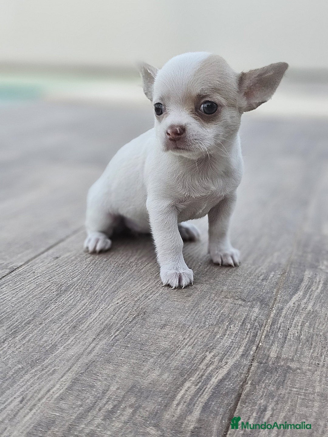 Chihuahua perros en venta: CHIHUAHUA HEMBRA - Imagen 1
